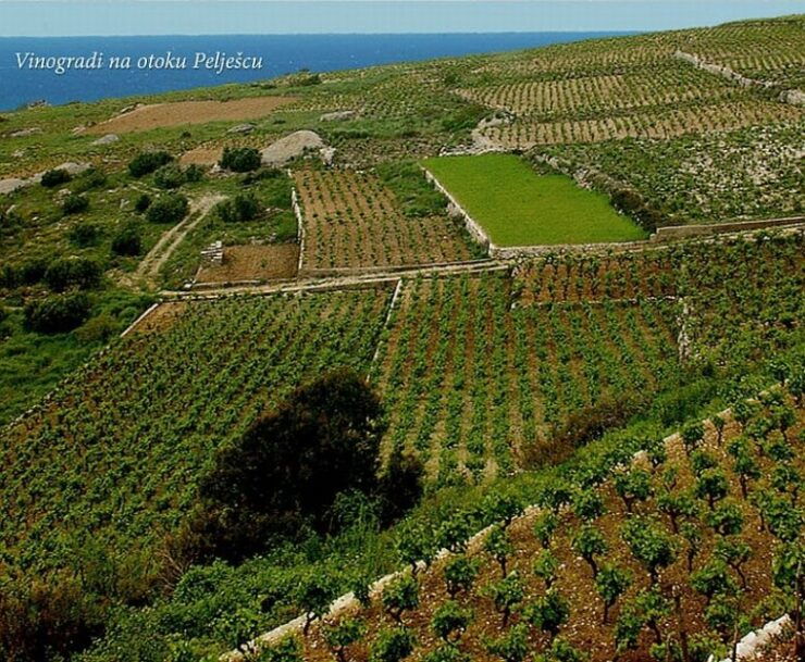 Private Full-Day Wine Tour From Dubrovnik to Peljesac - Wine Tour Experience