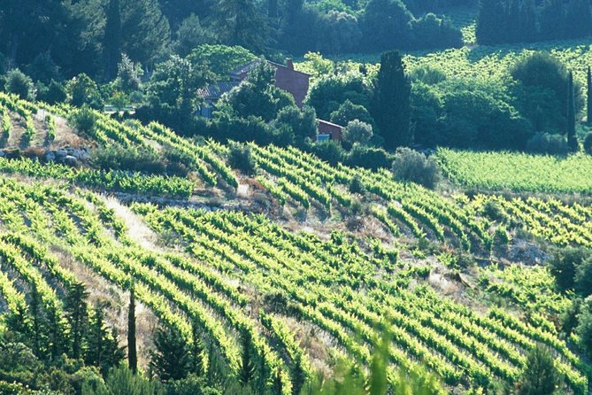 Private Full Day Wine Tour in Provence - Wine Tastings and Education