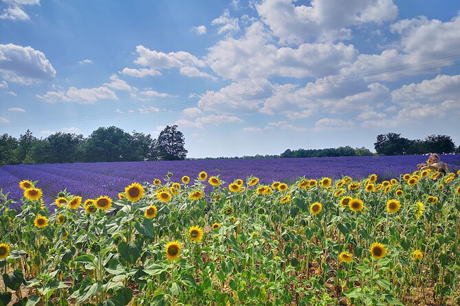 Private Full Day Provence Lavender Fields - Must-Have Lavender Experiences