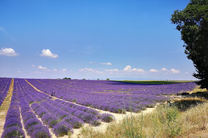 Private Full Day Provence Lavender Fields - Tips for Capturing Stunning Lavender Photos