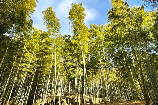 Private Fushimi Red Gates & Secret Bamboo Mountain Trekking Tour - Cancellation Policy