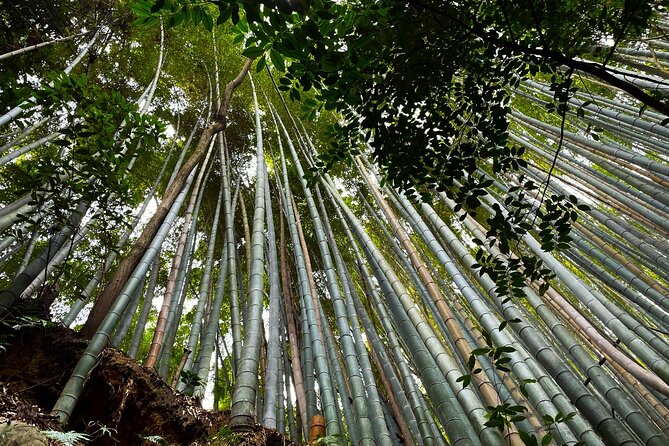 Private Fushimi Red Gates & Secret Bamboo Mountain Trekking Tour - Important Notes