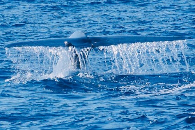 Private Galle, Weligama, Kosgoda, Madu Day Trip From Colombo - Common Questions