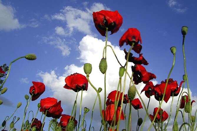 Private Gallipoli Full-Day Trip From Istanbul - Trip Overview