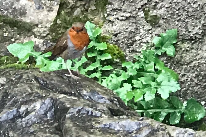 Private Garden of Ireland Wicklow Tour - Private and Personalized Tour Experience