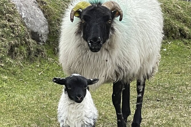 Private Garden of Ireland Wicklow Tour - Key Attractions in Wicklow