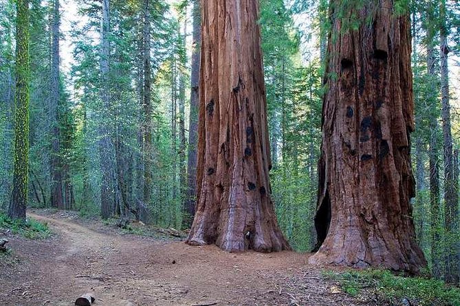 Private Giant Sequoia Grove Hike - Overview and Importance of Giant Sequoia Trees