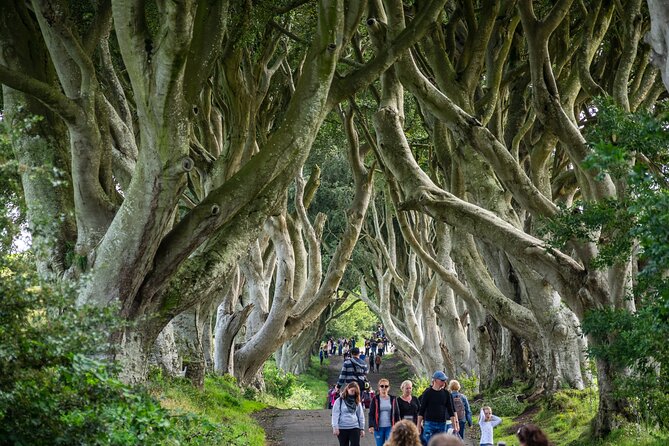 Private Giants Causeway Tour From Belfast - Tour Highlights