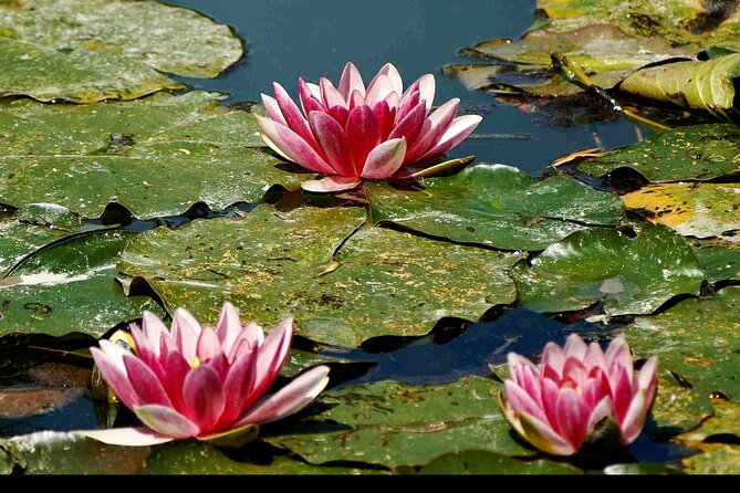 Private Giverny Half-Day Trip From Paris by Minivan, Lunch Option - Overview of the Giverny Half-Day Trip