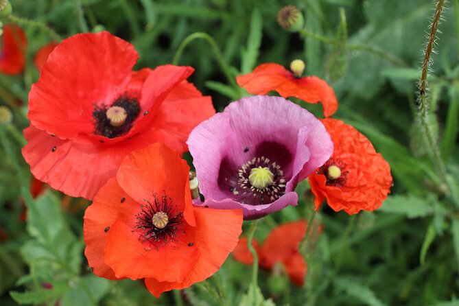 Private Giverny Roundtrip and Entrance Ticket From Paris - Directions