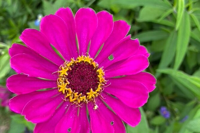 Private Giverny Roundtrip and Entrance Ticket From Paris - Frequently Asked Questions