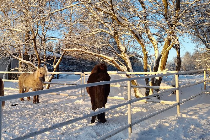 Private Golden Circle Tour and Horseback Riding - Horseback Riding Experience