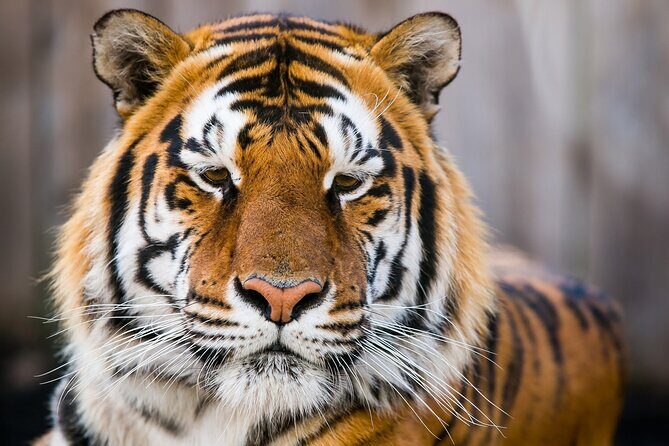 Private Golden Triangle Tour with Ranthambore Tiger Safari - Good To Know