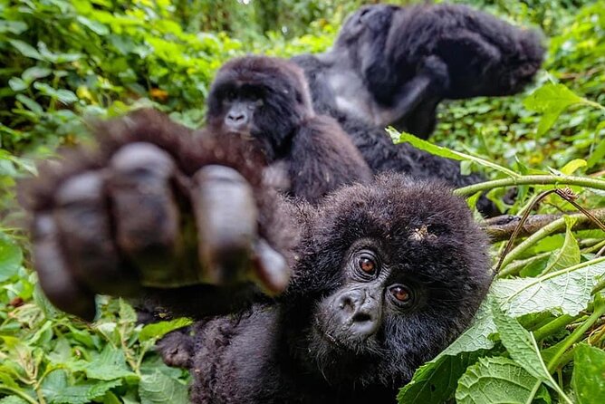 Private Gorilla Trekking Transfer From Kigali to Volcanoes N.Park - Booking Confirmation