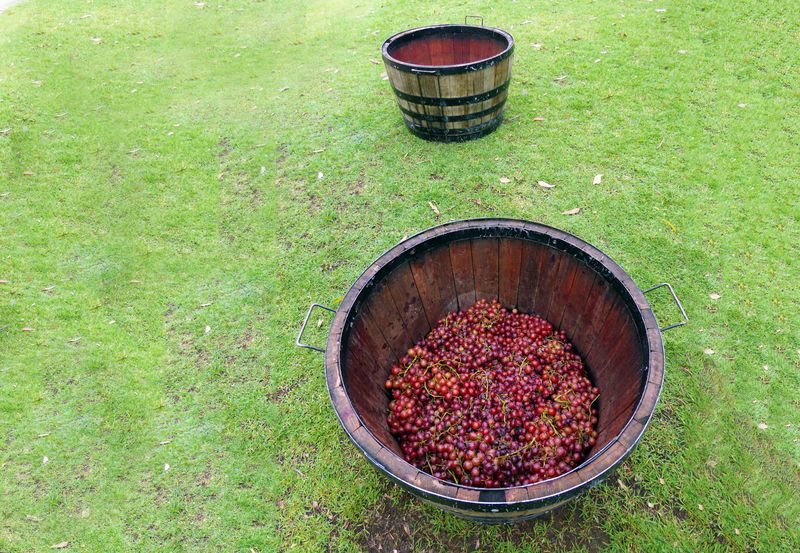 Private Grape Stomping in the Hunter Valley - Getting into the barrel at Hunter Valley Resort