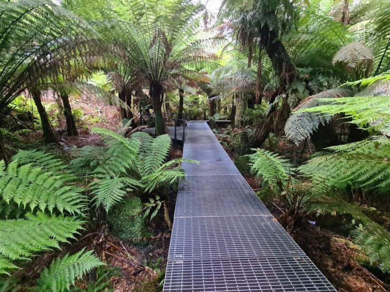 Private Great Ocean Road & 12 Apostles Experience - An In-Depth Review of the Private Great Ocean Road & 12 Apostles Tour