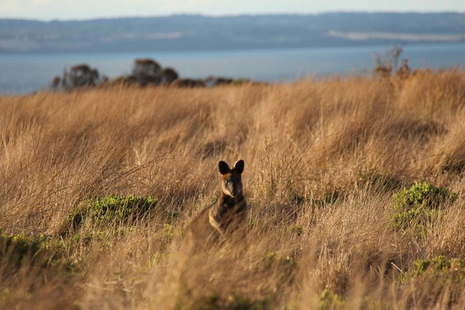 Private Great Ocean Road - The Ultimate Aussie Adventure - Overview of the Tour