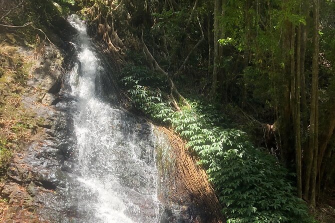Private Group Tour Brisbane & Gold Coast Personal Tours - Common Questions