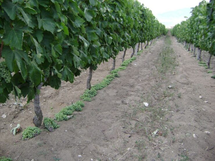 Private Group Tour in Lasithi & Traditional Cretan Villages - Culinary and Cultural Experiences