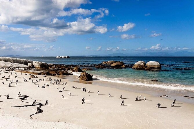 Private Group Tour to Boulders Beach & Cape Point Incl. Park Fees - Pricing Information