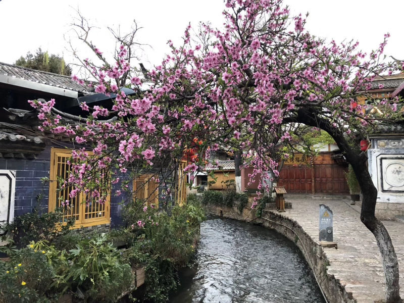 Private Group: Yunnan Dali Lijiang Lugu Lake 4-Day Tour - The driver can shape the trip