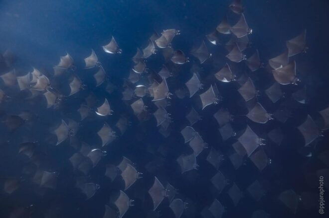 Private Guide Certified Divers Cabo San Lucas Marine Reserve - Wildlife and Topography