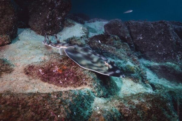 Private Guide Certified Divers Cabo San Lucas Marine Reserve - Dive Certification Requirements