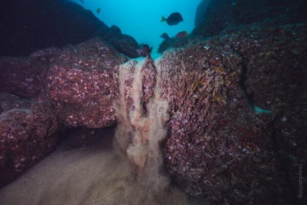 Private Guide Certified Divers Cabo San Lucas Marine Reserve - Safety Considerations