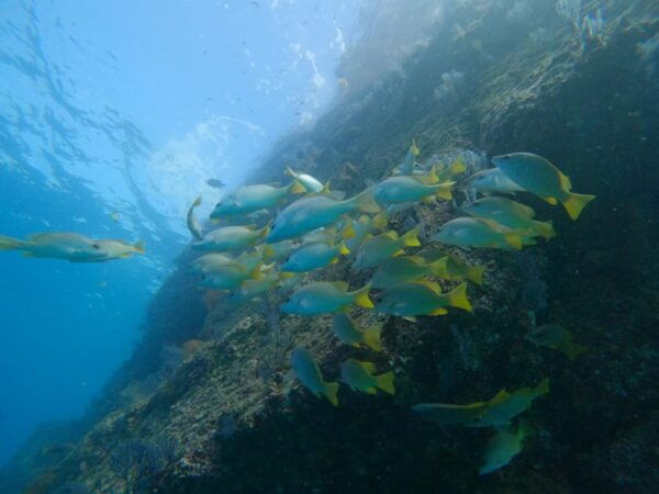 Private Guide Certified Divers Cabo San Lucas Marine Reserve - Cancellation and Refund Policy