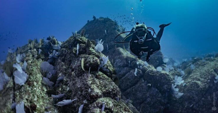 Private Guide Certified Divers Cabo San Lucas Marine Reserve - Good To Know