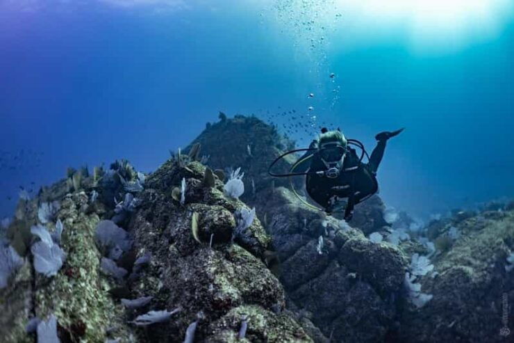 Private Guide Certified Divers Cabo San Lucas Marine Reserve - Experience Details