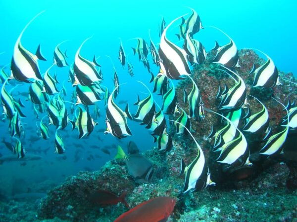 Private Guide Certified Divers Cabo San Lucas Marine Reserve - Safety Considerations