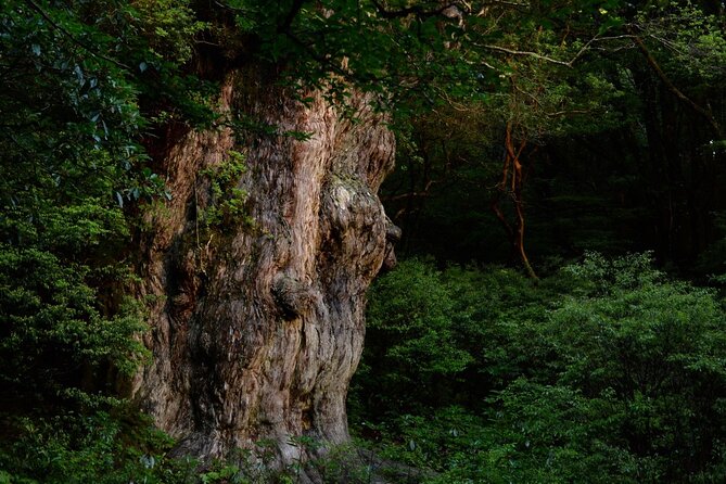 [Private Guide & Plan With Bento] Lets Walk in the Forest of Thousands of Years of Age! Jomon Cedar - What to Expect