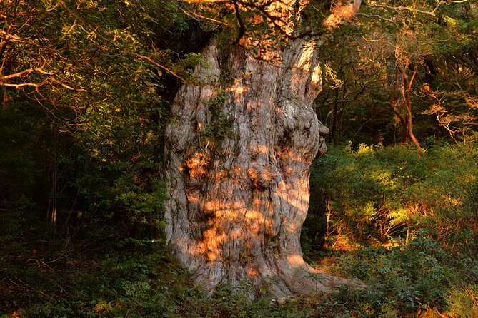 [Private Guide & Plan With Bento] Lets Walk in the Forest of Thousands of Years of Age! Jomon Cedar - Additional Information
