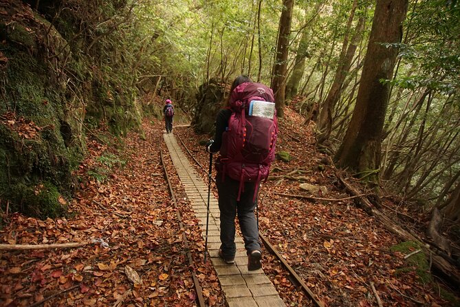 [Private Guide & Plan With Bento] Lets Walk in the Forest of Thousands of Years of Age! Jomon Cedar - Directions
