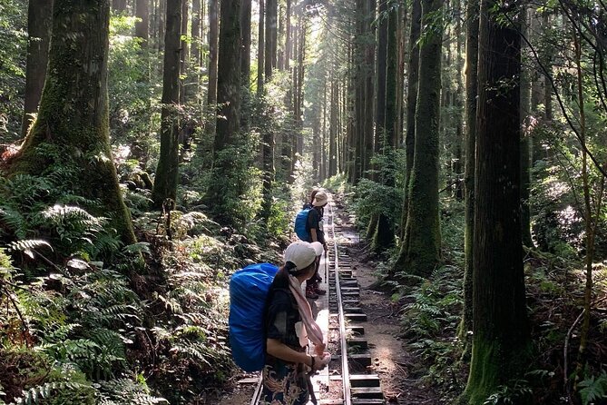 [Private Guide & Plan With Bento] Lets Walk in the Forest of Thousands of Years of Age! Jomon Cedar - Important Reminders
