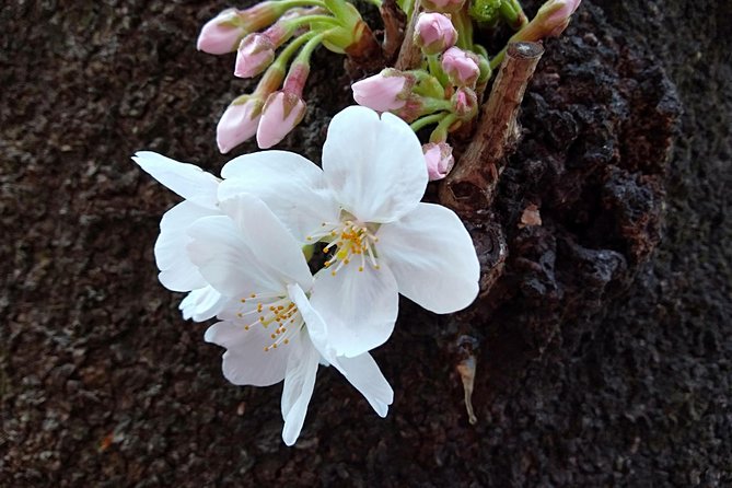 Private Guide Tour in Tokyo Half Day - Top Attractions to Explore