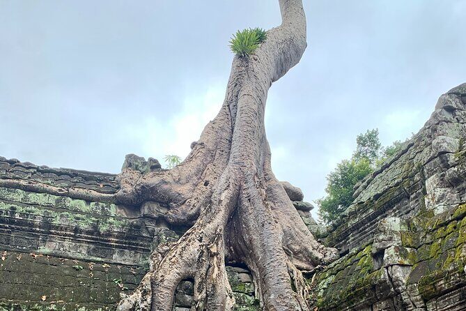 Private Guided Angkor Sunrise Half Day Tour Includes Temple Pass - FAQ