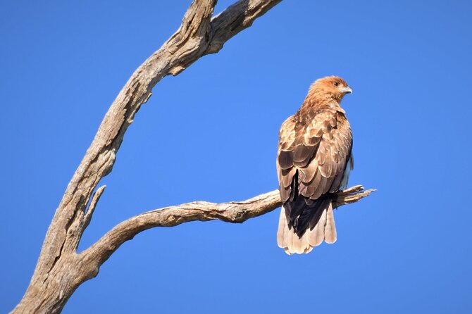 Private Guided Birdwatching Tour in Banrock Station - Accessibility Information