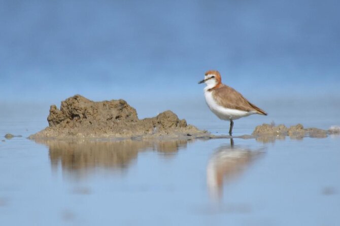Private Guided Birdwatching Tour in Banrock Station - Tour Operator and Organizer