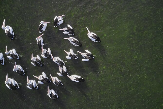 Private Guided Birdwatching Tour in Banrock Station - Refund and Changes Cut-off Times