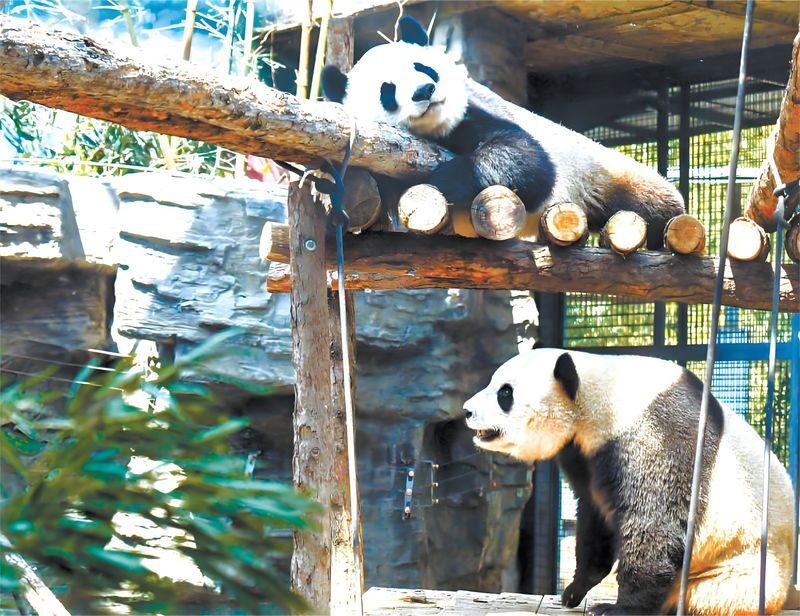 Private Guided Day Tour of Beijing Zoo + Panda House + Badaling Great Wall - At a glance