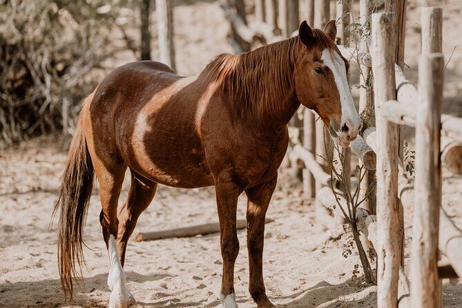 Private Guided Equine Meditation in Baja California - What to Expect: An Authentic Baja Backcountry Experience
