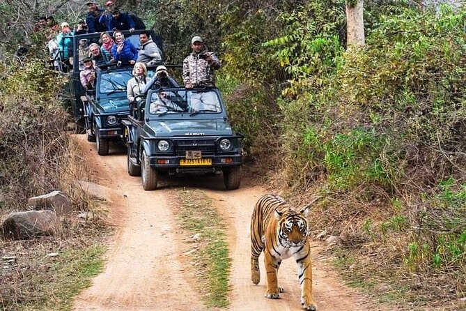 Private Guided Full-Day Ranthambore National Park Tour From Jaipur - Safari Experience
