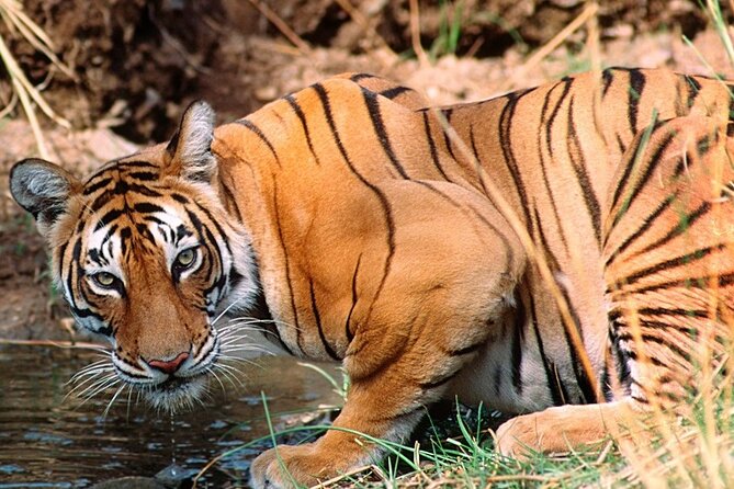 Private Guided Full-Day Ranthambore National Park Tour From Jaipur - Pickup and Logistics