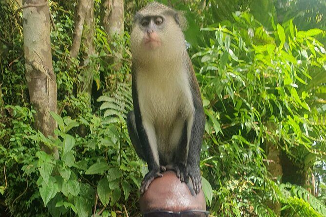 Private Guided Grenada Island Tour "BY THE HOUR" - FAQ