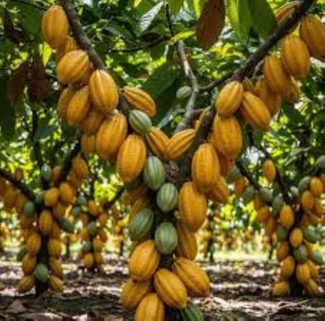 Private: Guided Hike and Kayak Adventure from Boca Chica - Who Is This Tour Best For?