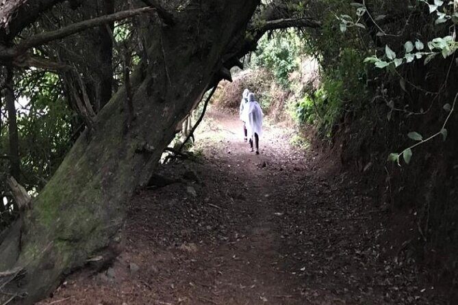 Private Guided Hiking Tour to the Blue Mountains - Authentic Insights from Travelers