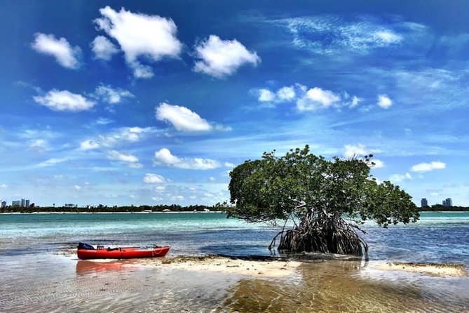 Private Guided Kayak or SUP Eco Adventure - Overview and Activities