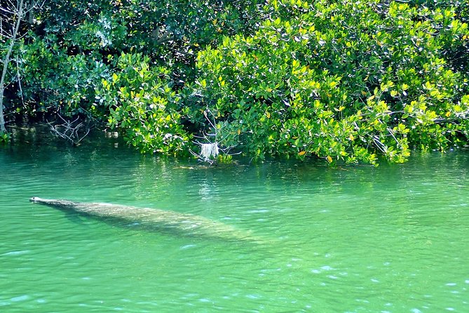Private Guided Kayak or SUP Eco Adventure - Experience